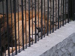 Caged Lion